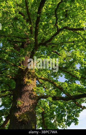 Hoch aufragende Eiche, von unten gesehen, mit dichtem grünen Laub, beleuchtet durch Sommersonne. Geeignet für Umwelt, natürliches Wachstum, umweltfreundlich d Stockfoto