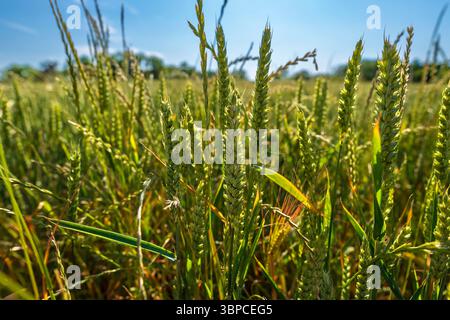 Nahaufnahmen von Weizenköpfen, die auf einem Feld am oberen Ende des Worsbrough Reservoir wachsen Stockfoto