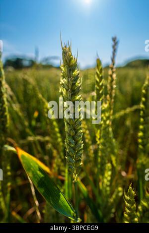 Nahaufnahmen von Weizenköpfen, die auf einem Feld am oberen Ende des Worsbrough Reservoir wachsen Stockfoto