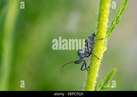 Nahaufnahme einer Radkäfer (Arilus cristatus), einer räuberischen Attentäterkäfer, die einen Pflanzenstamm in Texas erklimmt. Stockfoto