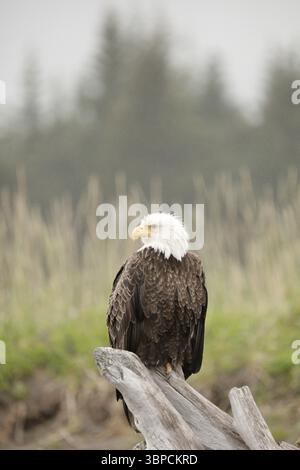 Bald Eagle Silver Salmon Creek Lodge Stockfoto
