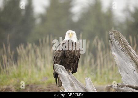 Bald Eagle Silver Salmon Creek Lodge Stockfoto