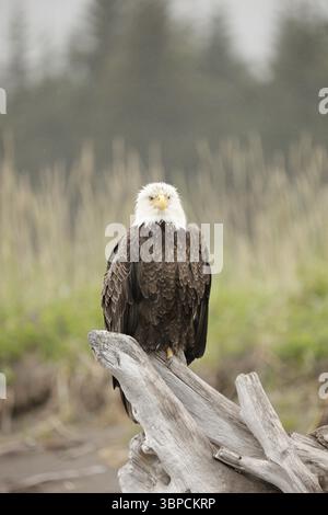 Bald Eagle Silver Salmon Creek Lodge Stockfoto