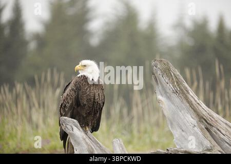 Bald Eagle Silver Salmon Creek Lodge Stockfoto