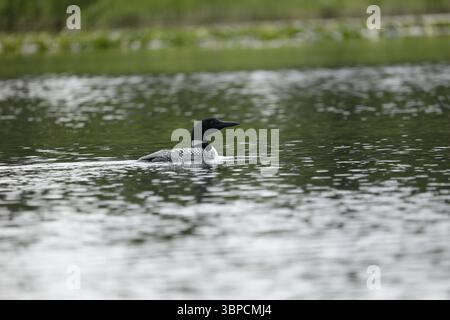 Loon Silver Salmon Creek, Alaska Stockfoto