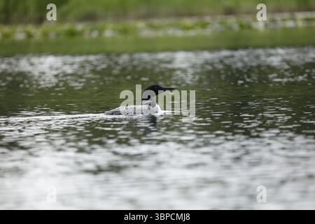 Loon Silver Salmon Creek, Alaska Stockfoto