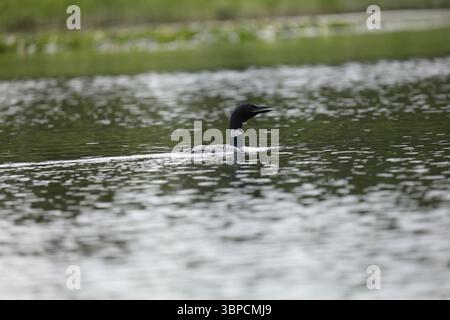 Loon Silver Salmon Creek, Alaska Stockfoto