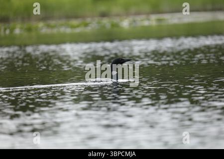 Loon Silver Salmon Creek, Alaska Stockfoto