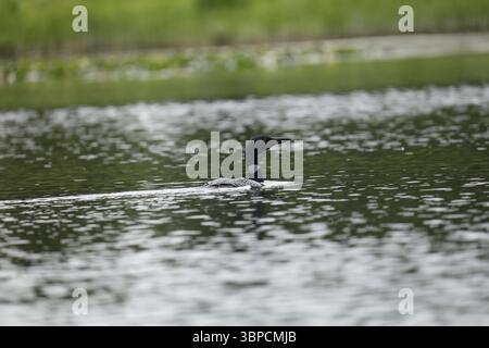 Loon Silver Salmon Creek, Alaska Stockfoto