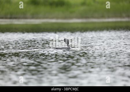 Loon Silver Salmon Creek, Alaska Stockfoto