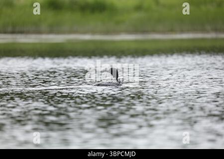 Loon Silver Salmon Creek, Alaska Stockfoto