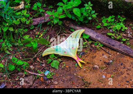 Eine erwachsene Actias selene, auch bekannt als die indische Mondmotte oder die indische luna Motte. Stockfoto