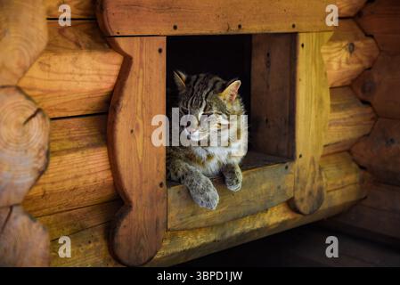 Amur-Wildkatze, die in einem hölzernen Tierheim im russischen Fernen Osten ruht. Diese seltene Katze ist in den bewaldeten Regionen der Region Primorski heimisch, ruhig und aufmerksam. Stockfoto