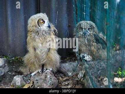 Zwei junge eurasische Uhu stehen auf dem Boden, einer hinter einem Netz und einer frei, beide flauschig mit intensiven gelben Augen und neugierigen Ausdrücken. Stockfoto