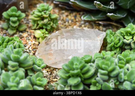 Kleiner klarer Quarzkristall umgeben von blau-grünen Sukkulenten in einem Trockenfelsengarten. Natürliches Mineral mit glänzender Textur und rauen Kanten. Stockfoto