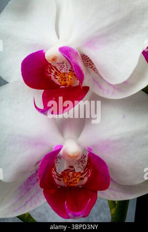 Two Beautiful White And Red Ortchids Close Up Still life Stockfoto