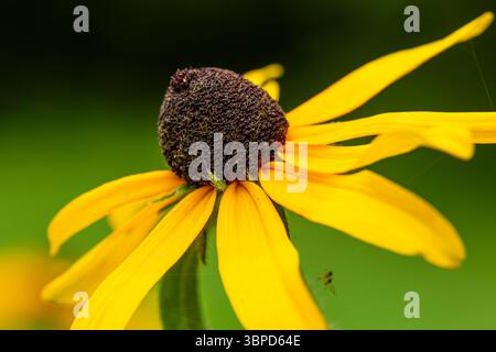 Nahaufnahme einer schwarzäugigen Susan, Quebec, Kanada Stockfoto