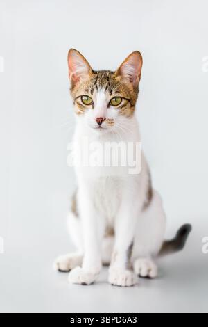 Porträt einer niedlichen Hauskatze, die auf weißem Hintergrund sitzt Stockfoto