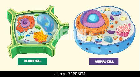 Farbenfrohe Vektorillustration, die detaillierte Strukturen von pflanzlichen und tierischen Zellen zeigt und Organellen und zelluläre Komponenten hervorhebt Stock Vektor