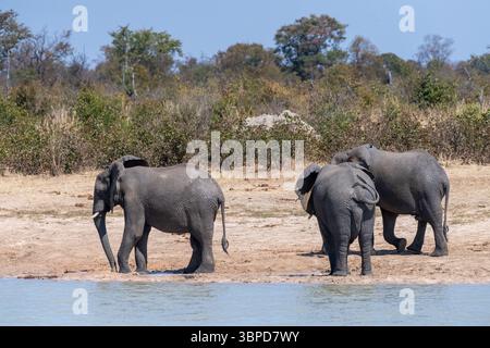 Teleobjektiv erschoss drei afrikanische Elefanten, Loxodonta Africana, die neben einem Wasserloch in Botswana standen Stockfoto