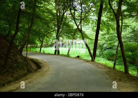 Buyeo County, Südkorea - 13. Juni 2025: Ein ruhiger, von Bäumen gesäumter Backsteinpfad führt sanft durch die bewaldeten Hänge der Buso Mountain Fortress, Offeri Stockfoto