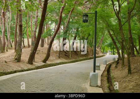 Buyeo County, Südkorea - 13. Juni 2025: Ein gepflasterter Pfad führt sanft durch einen ruhigen Kiefernwald innerhalb der historischen Bergfestung Buso Stockfoto