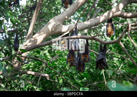 Obstfledermaus hängt am Baum im Waldbaum im Schlaf bei Tageslicht und bewegt sich in der Nacht. Stockfoto