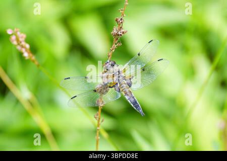 Vierfleckiger Chaser (Libellula quadrimaculata) auf einer verblassten Blume eines Bistortes. Libellulidae. Niederlande, Juni Stockfoto