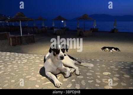Streunende Hunde am Strand in Albanien. Hunde am Abendstrand am Meer Stockfoto