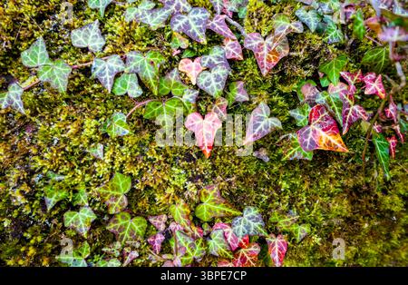 Farbenfroher Efeu im Herbst, der auf einer moosigen Steinmauer wächst Stockfoto