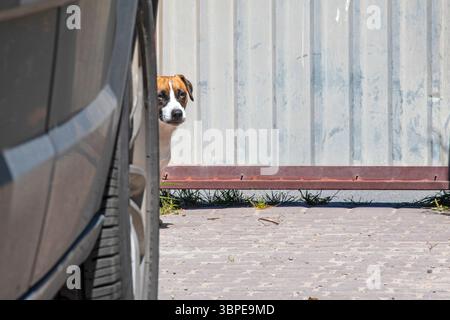 jack russell Terrier steht neben dem Auto, das den Hof bewacht Stockfoto