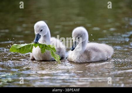 Cygnets schwimmen im Wasser. Schwanenküken essen Löwenzahnblatt am Sommersee Stockfoto