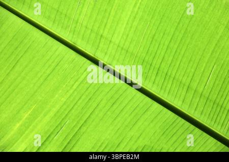 Bananenblatt-Textur. Grüner tropischer Pflanzenhintergrund mit natürlichem Muster Stockfoto