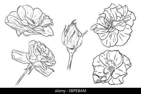 Wunderschönes Set, Clipart mit Rosen. Grafik Strichgrafik Hand gezeichnet Tinte schwarz-weiß Illustration Vektorbild Stock Vektor