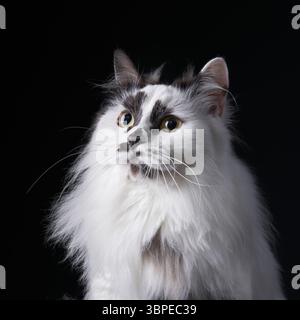 Eine Nahaufnahme einer langhaarigen Katze mit flauschigem weißem und schwarzem Fell, aufgenommen vor dunklem Hintergrund. Die sanfte Beleuchtung hebt die Katze hervor Stockfoto