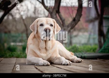 Senior labrador Retriever Hund liegt auf Holzdielen in einem Garten im Hinterhof und genießt einen Moment der Ruhe mit friedlichem Ausdruck Stockfoto