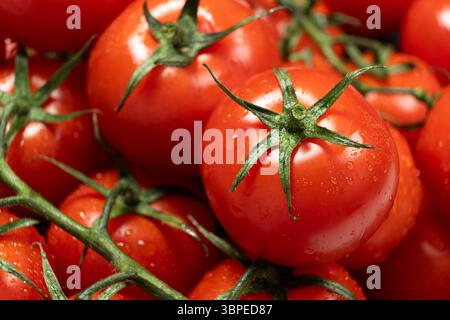 Cocktail-Tomaten auf der Rebe nach dem Spülen. Stockfoto