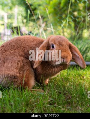 Niedliches Hase, das auf grünem Gras auf einer sonnigen Wiese sitzt. Flauschige Haustierhase im Freien in der Natur, perfekt für Themen wie Frühling, Tiere, friedliche rur Stockfoto