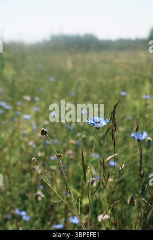 Feld mit Kornblumen, viele Blumen. Hochwertige Fotos Stockfoto