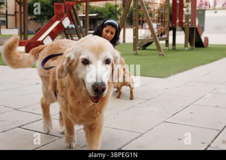 Golden Retriever, der auf die Kamera neben dem Spielplatz in Alcoy, Spanien, zugeht Stockfoto