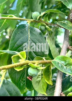 Lotus persimmon Diospyros lotus L. Ebenaceae oder Dattelpflaume entwickelnde Früchte im Sommer, kaukasische Persimmon lila persimmon grüne Früchte auf Zweig Stockfoto