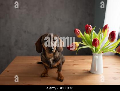 Roter Dackelhund, der auf einer braunen Couch sitzt, mit roten und gelben Tulpen. Kleiner langhaariger wiener Hund in Blumen zu Hause. Stockfoto