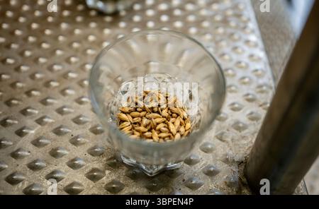 Nahaufnahme von blassen Malzkörnern für die Bierbrauerei in der Handwerksbrauerei Stockfoto