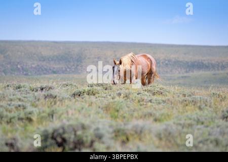 Wilder Mustangpferd (Equus caballus) Hengst auf der Prärie, Rock Springs, Wyoming, USA. Stockfoto