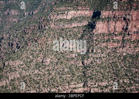 Kiefer (Pinus sp) wächst auf Klippen am Rande des Flaming Gorge Reservoirs in Utah, USA. Stockfoto