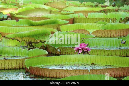 Eine Gruppe großer Wasserlilien-Pads von Victoria Amazonica in einem mit Entenkraut bedeckten Teich Stockfoto
