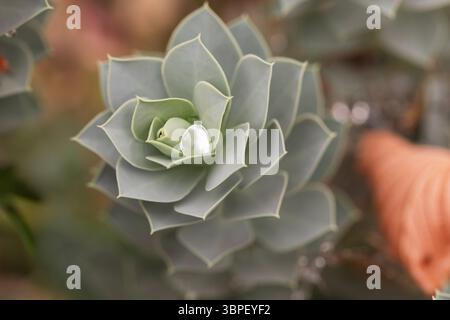 Natürliches Spiralmuster der Sukkulenten Pflanze mit Tautropfen – Makrofotografie der botanischen Ruhe Stockfoto