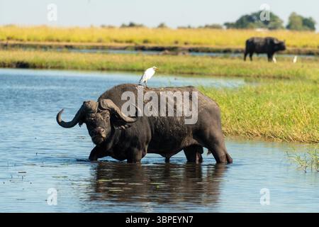 Ein einschüchternder afrikanischer Büffel, auch bekannt als Cape Buffalo (Syncerus Caffer), der Gras im Chobe River, Botswana, isst Stockfoto