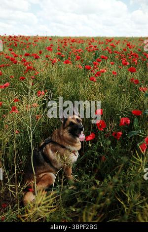 Glücklicher Schäferhund, der in einem riesigen roten Mohnfeld unter einem bewölkten Frühlingshimmel sitzt. Stockfoto
