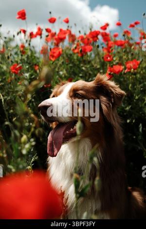 Seitenporträt eines glücklich lächelnden australischen Schäferhundes, der in einem blühenden Mohnfeld in die Ferne blickt. Red Tricolor aussie Doggy Outdoor Porträt Stockfoto